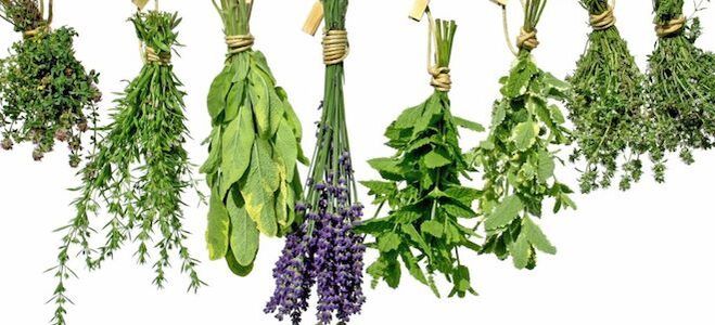 Herbes pour augmenter la puissance chez les hommes
